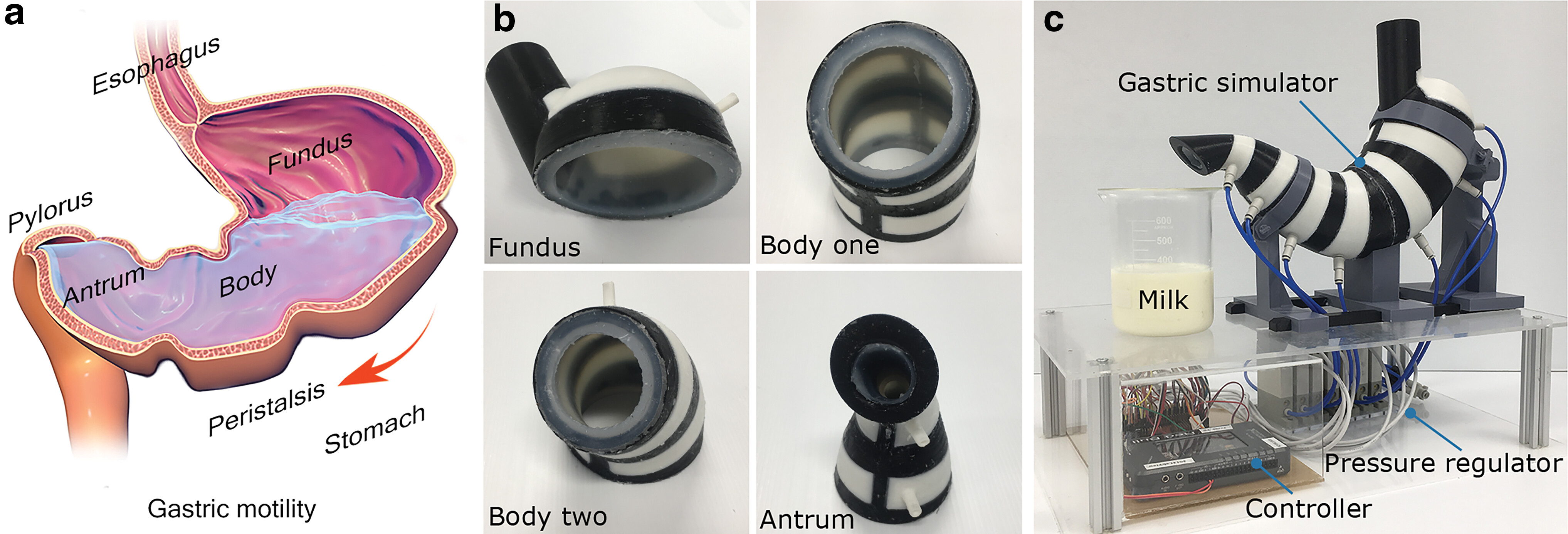 SoGut soft robotic gastric simulator — design and modular components