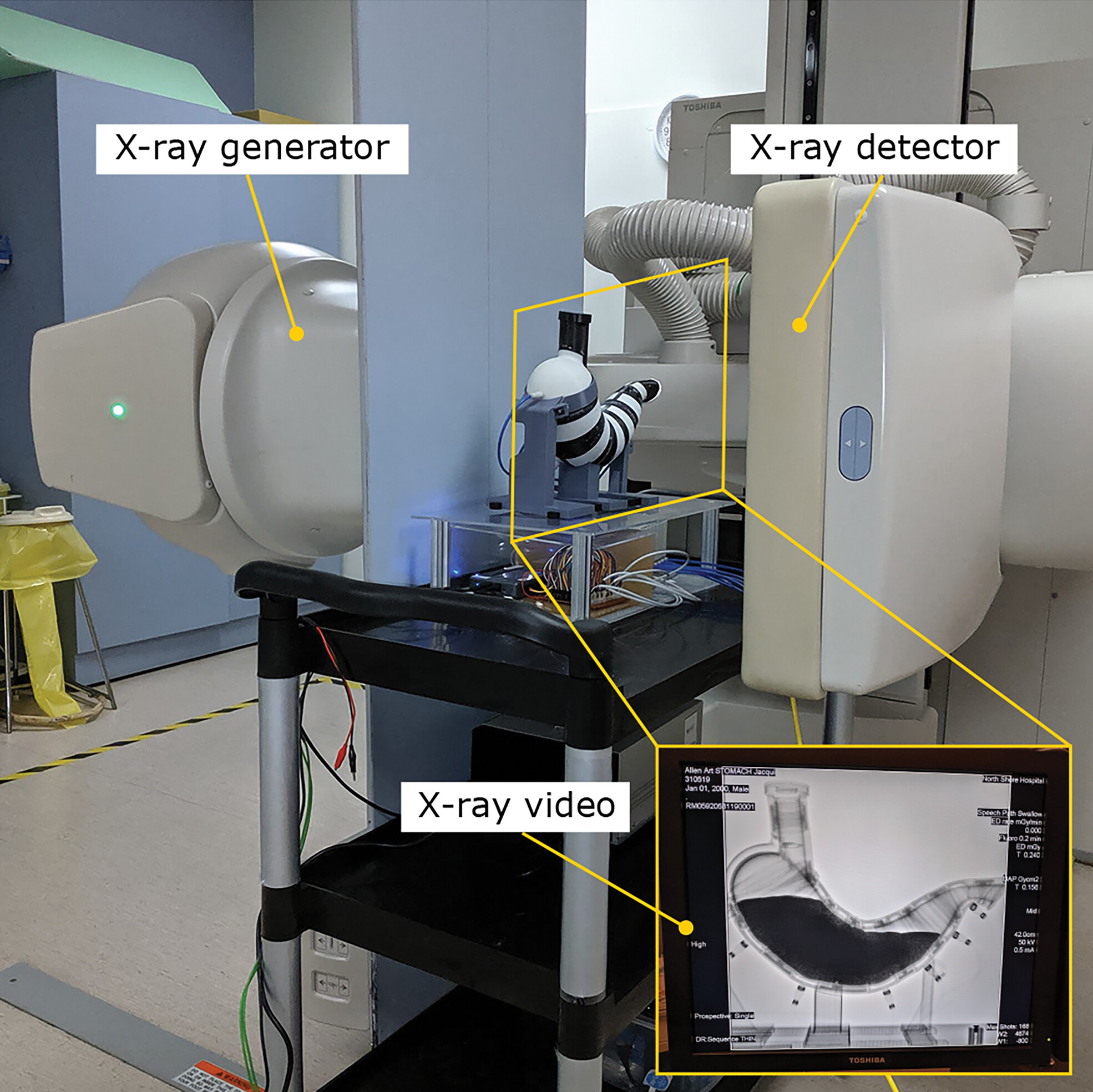 SoGut experimental setup with X-ray videofluoroscopy