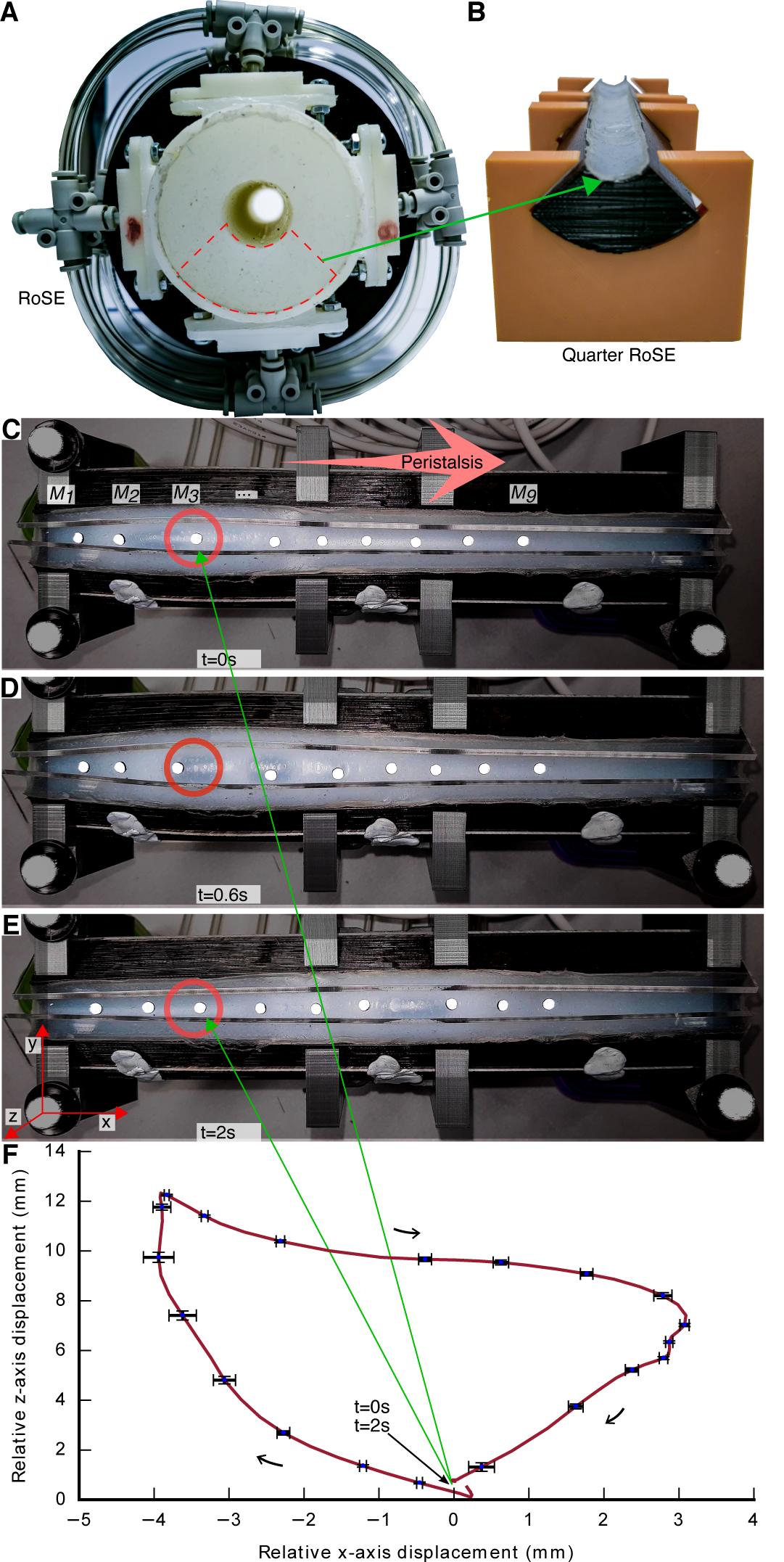Quarter RoSE sectional model with marker trajectories
